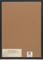 Navicula lineola Grun. (de-Toni-Nr.: Genus 1, Species 613) Zeichnungen Sammlung Grunow Mappe 00530 (Herbarium_W_Grunow_drawings_Folder_00530)
